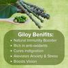Gifts of Earth Giloy Powder 100g | Pure Tinospora Cordifolia for Immune Support, Detoxification, and Overall Wellness | Organic Herbal Supplement view 4