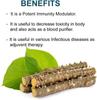 Jeevan Ghutti Neem Giloy Stick/Stem/Giloi Bel | A1 Quality Guruch/Gulvel/Guduchi stems/Gudhi Stick for Natural Immunity Booster | Improve Digestion | Fresh & Handpicked | 6-inch, 10 pieces view 2