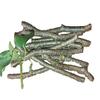 Jeevan Ghutti Neem Giloy Stick/Stem/Giloi Bel | A1 Quality Guruch/Gulvel/Guduchi stems/Gudhi Stick for Natural Immunity Booster | Improve Digestion | Fresh & Handpicked | 6-inch, 10 pieces view 4