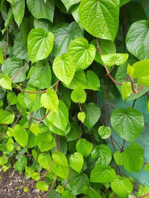 Banarasi Maghai Paan (Pack of 1)