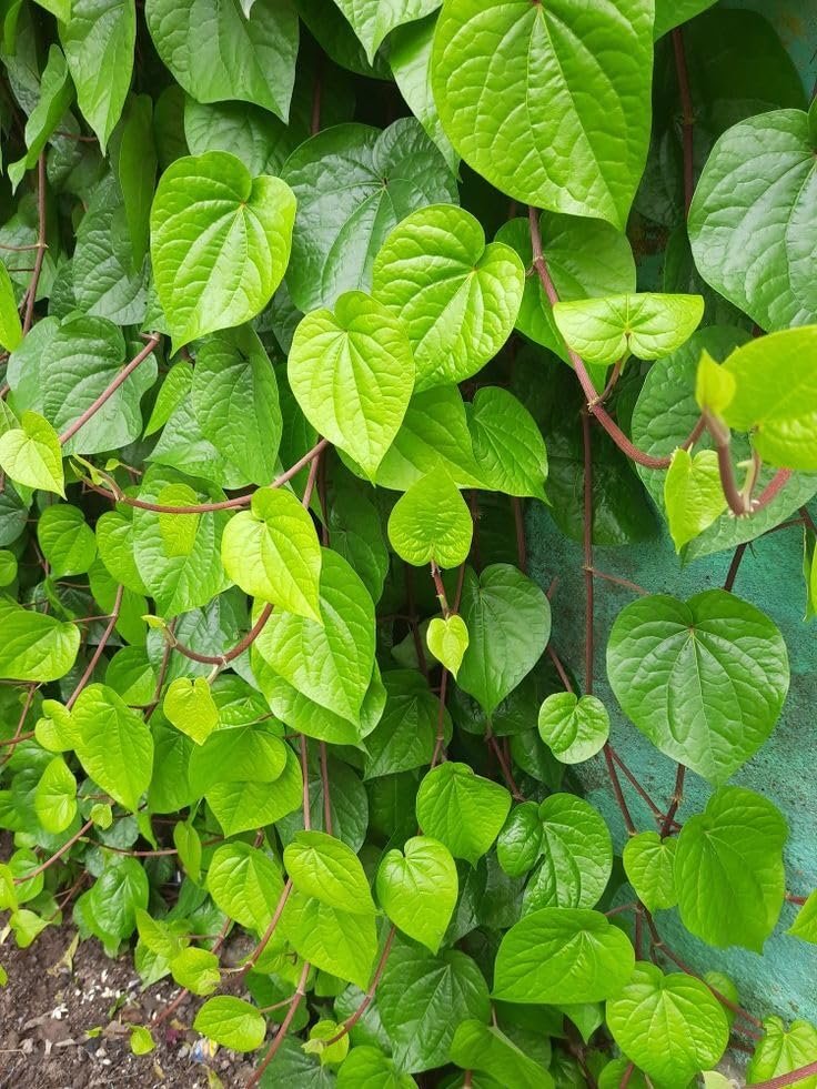 Banarasi Maghai Paan (Pack of 1)