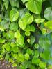 Banarasi Maghai Paan (Pack of 1) view 1