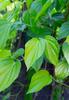 Banarasi Maghai Paan (Pack of 1) view 2