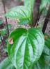 Banarasi Maghai Paan (Pack of 1) view 3