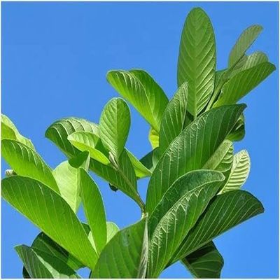 GUAVA FRESH AND NATURAL GREEN LEAVES (200 G)/NEW SUN PROFILES/NSP HERBALS