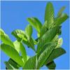 GUAVA FRESH AND NATURAL GREEN LEAVES (200 G)/NEW SUN PROFILES/NSP HERBALS view 1