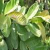 GUAVA FRESH AND NATURAL GREEN LEAVES (200 G)/NEW SUN PROFILES/NSP HERBALS view 2