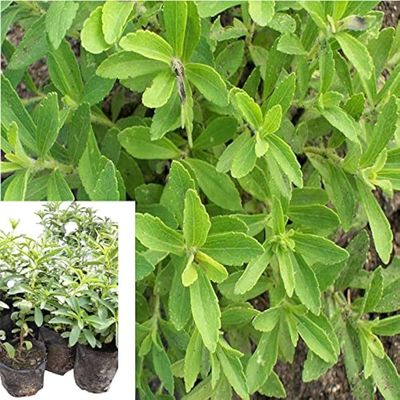 GREENSEE Stevia Sweet Leaves Best For Sugar Medicinal Plant Stevia (Sugarfree) Plant,Candy leaf,Sweet Herb for Home Garden Stevia Plant(PACK OF 2) A_1