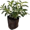 GREENSEE Stevia Sweet Leaves Best For Sugar Medicinal Plant Stevia (Sugarfree) Plant,Candy leaf,Sweet Herb for Home Garden Stevia Plant(PACK OF 2) A_1 view 2
