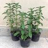 GREENSEE Stevia Sweet Leaves Best For Sugar Medicinal Plant Stevia (Sugarfree) Plant,Candy leaf,Sweet Herb for Home Garden Stevia Plant(PACK OF 2) A_1 view 3