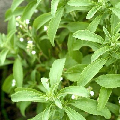 GREENSEE Stevia Sweet Leaves Best For Sugar Medicinal Plant Stevia (Sugarfree) Plant,Candy leaf,Sweet Herb for Home Garden Stevia Plant(PACK OF 2) A_2
