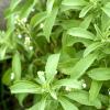 GREENSEE Stevia Sweet Leaves Best For Sugar Medicinal Plant Stevia (Sugarfree) Plant,Candy leaf,Sweet Herb for Home Garden Stevia Plant(PACK OF 2) A_2 view 1