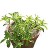 GREENSEE Stevia Sweet Leaves Best For Sugar Medicinal Plant Stevia (Sugarfree) Plant,Candy leaf,Sweet Herb for Home Garden Stevia Plant(PACK OF 2) A_2 view 3