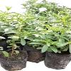 GREENSEE Stevia Sweet Leaves Best For Sugar Medicinal Plant Stevia (Sugarfree) Plant,Candy leaf,Sweet Herb for Home Garden Stevia Plant(PACK OF 2) A_2 view 4