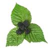 A D Food & Herbs Dried Mulberry Leaves Edible and Pure Combo Packs (100 Gms x pack of 2) view 2