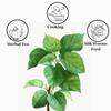A D Food & Herbs Mulberry Leaves Powder, Edible and Pure (20 Gms) view 3