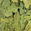 A D Food & Herbs Mulberry Leaves Powder, Edible and Pure (250 Gms) view 2