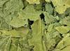 A D Food & Herbs Mulberry Leaves Powder, Edible, Pure Combo Packs (250 Gms x pack of 2) view 2