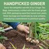 Asian Herbs Ginger Green Tea - Aiding Digestion, and Promoting Balance | Natural Herbal Wellness Blend (30 Tea Bags) view 3