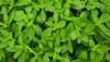 3V PRODUCTS Stevia Powder - Pack of 2x100g - Sweet Tulsi | Natural Sweetner | Seeni Thulasi Leaves view 4