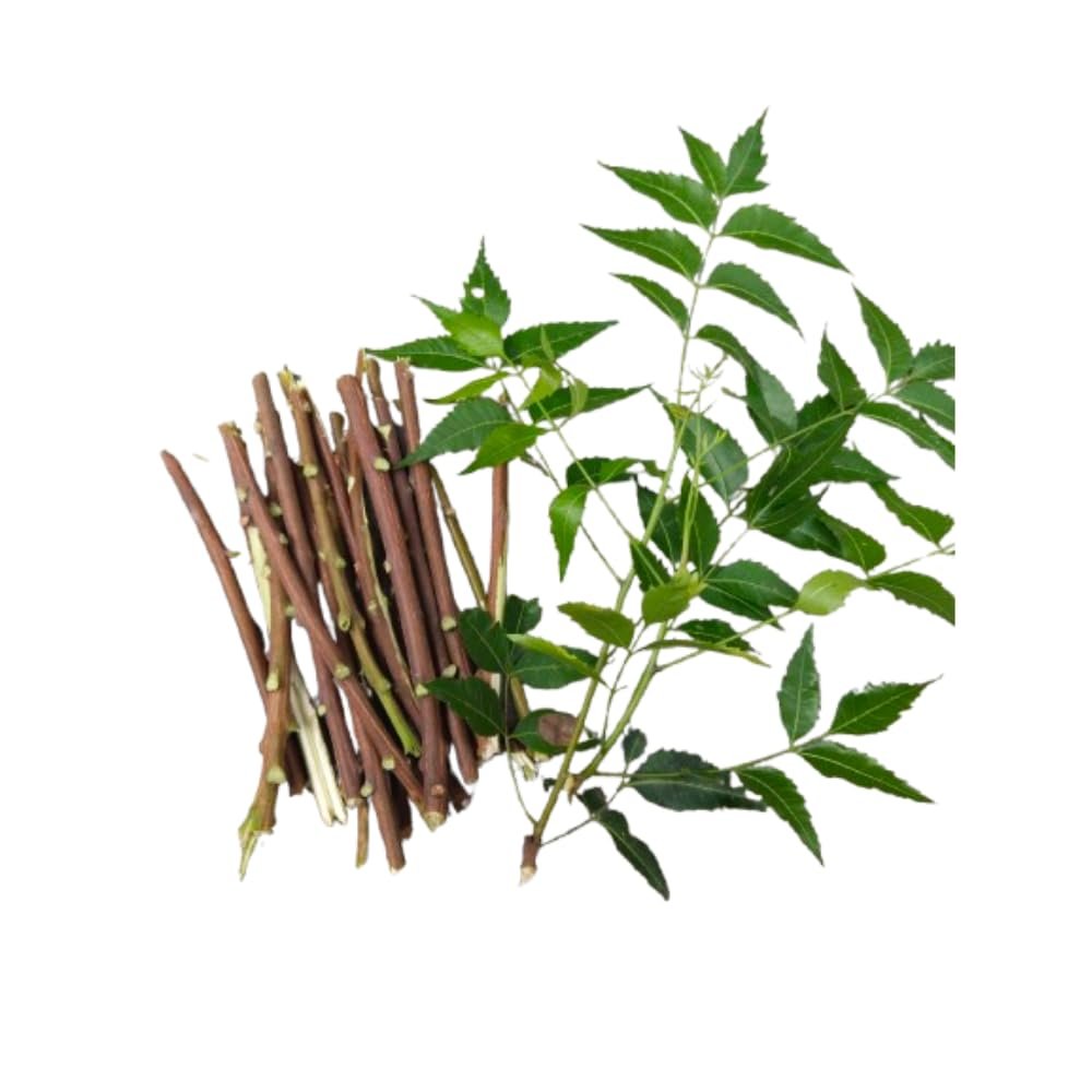 Ayurvedic Neem Sticks - Natural Organic Chew Sticks for Healthy Teeth & Gums | Pack of 20 | Fresh Breath & Toothache Relief
