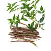 Ayurvedic Neem Sticks - Natural Organic Chew Sticks for Healthy Teeth & Gums | Pack of 20 | Fresh Breath & Toothache Relief view 2