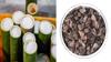 Srihari Bamboo salt 1kg Antioxidant, Anti-inflammatory, Supports Joint & Bone Health, Heart Health, Immune Booster, Detoxifier, Alkalizing Effect view 1