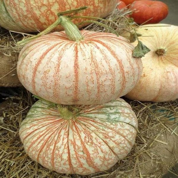 Hybrid Pumpkin Seeds for Organic Farming - Pack of 40