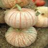 Hybrid Pumpkin Seeds for Organic Farming - Pack of 40 view 1