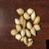 Hybrid Pumpkin Seeds for Organic Farming - Pack of 40 view 2
