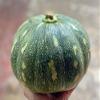 Hybrid Pumpkin Seeds for Organic Farming - Pack of 40 view 3