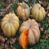 Hybrid Pumpkin Seeds for Organic Farming - Pack of 40 view 4