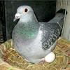 Fake Pigeon Eggs for Hatch Incubation Breeding Solid Small White Eggs (Pack of 5 Pcs) view 4
