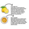 Asian Herbs Herbal Tea Combo - 3 in 1 Combo of Ginger Green Tea 30 Tea Bags, Kashmiri Lemon Balm 30 Tea Bags, Himalayan Green Tea 30 Tea Bags | Enhance Wellness, Detox & Vitality view 2