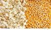 Popcorn Maize 500gm | Imported Raw Maize | Kernels 500gm | Ready to Cook | High Expansion | Homemade Healthy Snack | Butterfly Kernels view 4