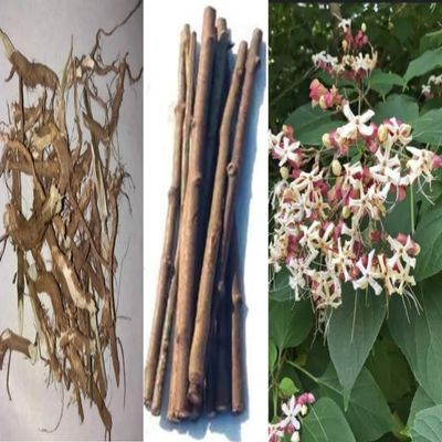 Batwas Combo-15 Bhatwas Datun,150g Bhatwas Leaves and 125g Bhatwas Roots. Herbal Blood Sugar Support Supplement and Natural Datun/Toothbrush, Clerodendrum infortunatum