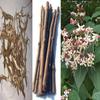 Batwas Combo-15 Bhatwas Datun,150g Bhatwas Leaves and 125g Bhatwas Roots. Herbal Blood Sugar Support Supplement and Natural Datun/Toothbrush, Clerodendrum infortunatum view 1