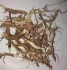 Batwas Combo-15 Bhatwas Datun,150g Bhatwas Leaves and 125g Bhatwas Roots. Herbal Blood Sugar Support Supplement and Natural Datun/Toothbrush, Clerodendrum infortunatum view 4