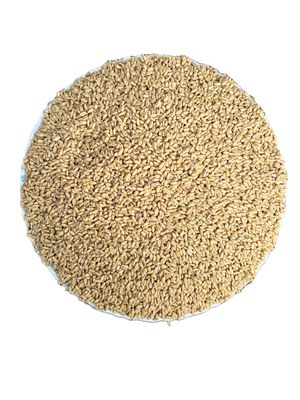 2 KG Organic Whole Wheat Gehu Wheat Whole Premium(Sabut Gehu/Gehoo/Genhu) MP Sharbati Wheat Fresh from Farms No Mixture No Preservatives Godhumai Godhambu Godhumalu Godhi Gehun Gom Gova Gahu Gahama