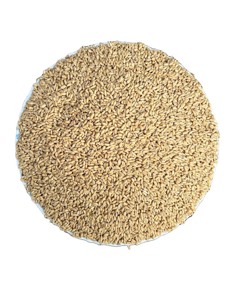 2 KG Organic Whole Wheat Gehu Wheat Whole Premium(Sabut Gehu/Gehoo/Genhu) MP Sharbati Wheat Fresh from Farms No Mixture No Preservatives Godhumai Godhambu Godhumalu Godhi Gehun Gom Gova Gahu Gahama