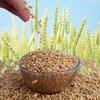 2 KG Organic Whole Wheat Gehu Wheat Whole Premium(Sabut Gehu/Gehoo/Genhu) MP Sharbati Wheat Fresh from Farms No Mixture No Preservatives Godhumai Godhambu Godhumalu Godhi Gehun Gom Gova Gahu Gahama view 2