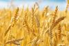 2 KG Organic Whole Wheat Gehu Wheat Whole Premium(Sabut Gehu/Gehoo/Genhu) MP Sharbati Wheat Fresh from Farms No Mixture No Preservatives Godhumai Godhambu Godhumalu Godhi Gehun Gom Gova Gahu Gahama view 4