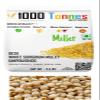 1kg Unpolished Desi White sorghum Millet (EXPORT QUALITY) White sorghum,white Cholam, Jowar, Jonna, Jola| millets | millet keeps body healthy-1000 tonnes view 4