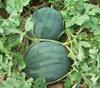 Growtime Dark Green Round Watermelon Vegetable Seeds, Vegetable Seeds for Home Gardening, Vegetable Planting Seeds for Kitchen, Dark Green Round Watermelon Seeds (Pack of 2g) view 2