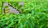 COCAME Organic Bhumi Amla Powder | Phyllanthus |   | Nela Usiri | Country Gooseberry Powder - 200 grams view 2