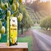 Eteasy Amla JUICE Powder and LEMON JUICE POWDER No Artificial Colours No Artificial Preservatives Powder (200 gms, Amla) view 2