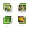 Arthrum Capsules (100 Capsules)  Ayurvedic Support for Joint Health view 3