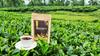Assam Orthodox Tea view 1