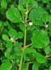 A D Food & Herbs Punarva/Punarnava/Boerhavia Diffusa Dried Pure and Natural (50 Gms) view 2