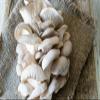 Aadi16's Bengal Home Cultivated Pearl Oyster Mushroom, Sun Dried Pleurotus Ostreatus without any Preservatives for Health wellness, Pack of 250gm. (Obtain from 4kg of Fresh Mushrooms) view 1